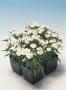 Seminte profesionale Dianthus hybrid - Garofite de gradina - imagine 49021